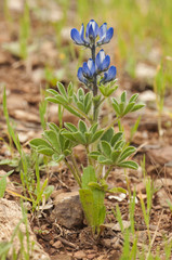 Lupinus micranthus lupin wild lupine with blue and white flowers