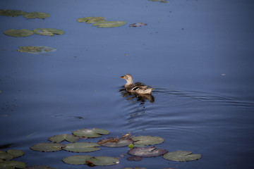 wild female duck swim in the pond