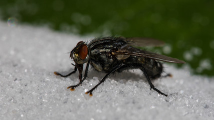 Fliege nascht am Zucker