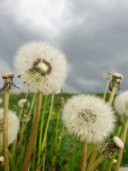White fluffy dandelions macro with grass and grey cloudy sky background