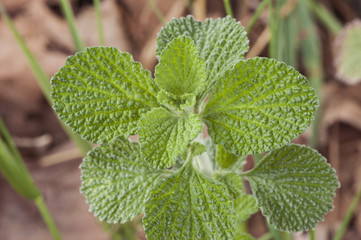 Marrubium vulgare white horehound or common horehound green leaves of this plant with an intense odor and growing in uncultivated land