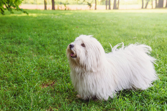 Coton de Tulear dog on a grass field
