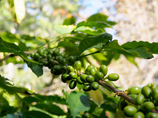 Fototapeta na wymiar Coffee plant with the fruit