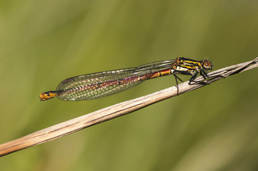 Pyrrhosoma nymphula Large Red Damselfly lovely damselfly with intense red and yellow colors