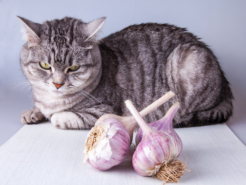Beautiful grey cat lies on a table and looks at fresh garlic