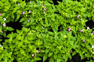 Green foliage pattern with pink flowers
