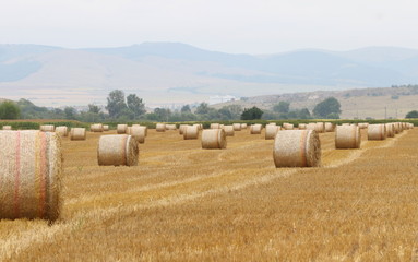 Harvested straw field with round dry hay bales in front of mountain range. Cut and rolled hay bales lay in a field