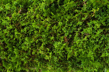Green foliage pattern