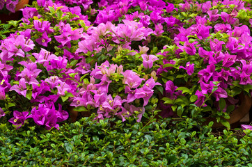 Bougainvillea violet and pik flowers