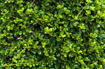 Green foliage pattern