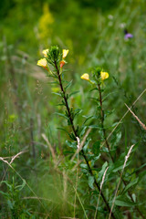 Close-up of yellow flowers with thin petals on a blurred background of green summer meadow