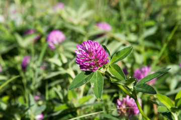 Close-up of clover flowers on blurred clover field background, selective focus