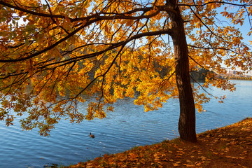 Tree with Golden leaves in the autumn Park on the pond. Tsaritsyno, Moscow