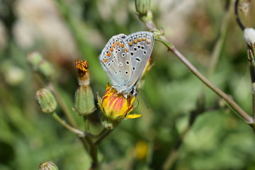 Mariposa azul