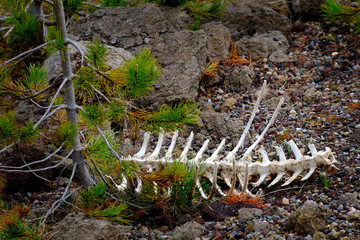 Bones of an Animal in Wild Wilderness Bleached White Skeleton
