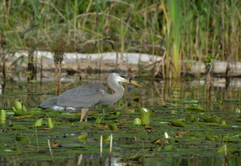 Great Blue Heron catches a fish