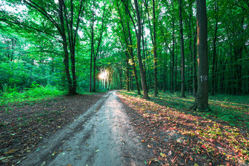 Obraz premium Forest trees. nature green wood sunlight backgrounds..