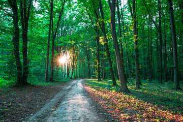 Forest trees. nature green wood sunlight backgrounds..