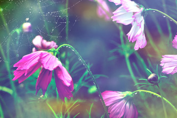 Obraz na płótnie Canvas Rain drops on cosmos flowers close up and spider web