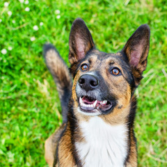 Young energetic half-breed dog is looking. Doggy is playing with its owner, training dogs. Sunstroke, health of pets in the summer. How to protect your dog from overheating. Boiling weather 