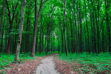 Forest trees. nature green wood sunlight backgrounds