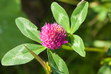 red clover (Trifolium pratense) on a green background, selective focus