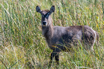 waterbuck doe