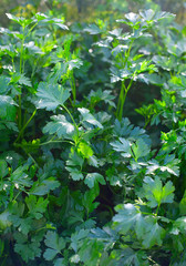 parsley growing in garden