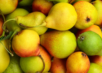 Fresh ripe organic pears as a background.Autumn harvest,fruits,vegan food or gardening concept with copy space.Top view.Selective focus.