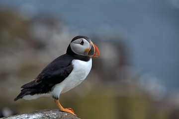 Atlantic puffin , Fratercula arctica