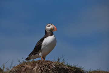 Atlantic puffin , Fratercula arctica