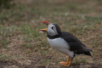 Atlantic puffin , Fratercula arctica
