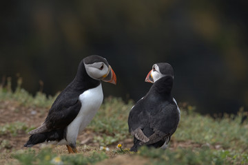 Atlantic puffin , Fratercula arctica
