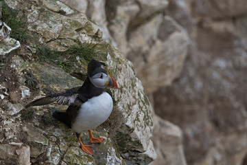 Atlantic puffin , Fratercula arctica