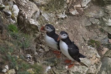 Fototapeta premium Atlantic puffin , Fratercula arctica