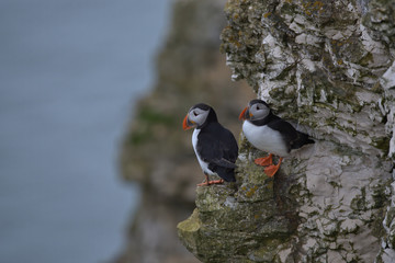 Atlantic puffin , Fratercula arctica
