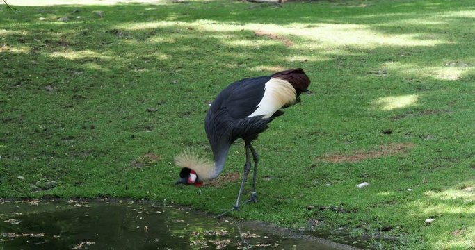 beautiful black crowned crane, Balearica pavonina