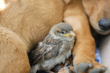 little sparrow is sitting near the dog. dog and bird. friendship between animals.