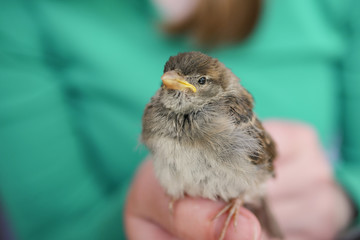 Little Sparrow in hand outdoors, Environmental protection concept.