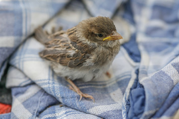 Little young sparrow sitting on blue cloth 