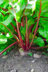 healthy ecological beets growing in summer