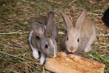 pequeños conejos comiend pan