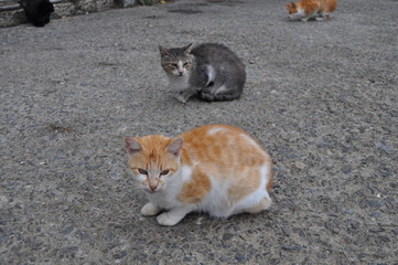 The beautiful Animal Cat in the natural environment