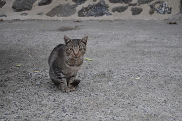 The beautiful Animal Cat in the natural environment