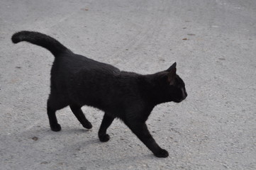 The beautiful Animal Cat in the natural environment