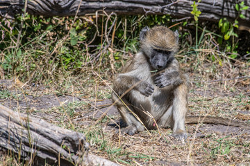 chacma baboons