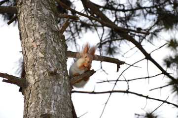 Squirrel is eating on a tree