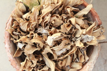 dried leaves