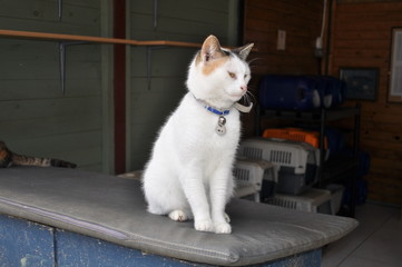 The beautiful Animal Cat in the natural environment