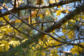Small bird in the Autumn leaves